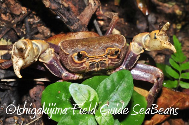 11%e6%9c%881%e6%97%a5%e7%9f%b3%e5%9e%a3%e5%b3%b6%e3%83%8a%e3%82%a4%e3%83%88%e3%83%84%e3%82%a2%e3%83%bc15