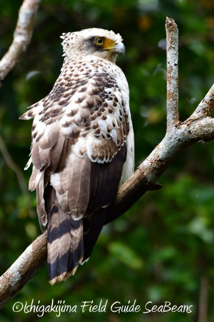 11%e6%9c%889%e6%97%a5%e7%9f%b3%e5%9e%a3%e5%b3%b6%e3%83%90%e3%83%bc%e3%83%89%e3%82%a6%e3%82%aa%e3%83%83%e3%83%81%e3%83%b3%e3%82%b0%ef%bc%86%e9%87%8e%e9%b3%a5%e6%92%ae%e5%bd%b18