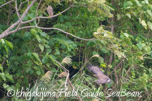 11%e6%9c%889%e6%97%a5%e7%9f%b3%e5%9e%a3%e5%b3%b6%e3%83%90%e3%83%bc%e3%83%89%e3%82%a6%e3%82%aa%e3%83%83%e3%83%81%e3%83%b3%e3%82%b0%ef%bc%86%e9%87%8e%e9%b3%a5%e6%92%ae%e5%bd%b110