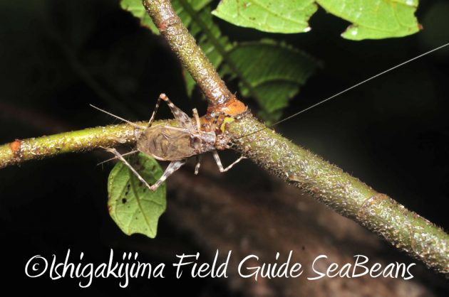 11%e6%9c%8820%e6%97%a5%e7%9f%b3%e5%9e%a3%e5%b3%b6%e3%83%8a%e3%82%a4%e3%83%88%e3%83%84%e3%82%a2%e3%83%bc15