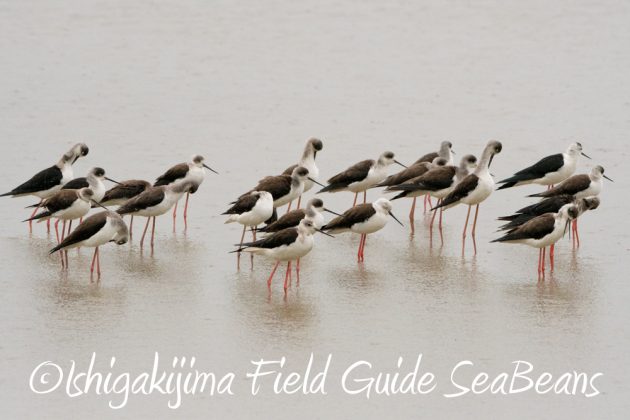 11%e6%9c%8823%e6%97%a5%e7%9f%b3%e5%9e%a3%e5%b3%b6%e3%83%90%e3%83%bc%e3%83%89%e3%82%a6%e3%82%aa%e3%83%83%e3%83%81%e3%83%b3%e3%82%b0%ef%bc%86%e9%87%8e%e9%b3%a5%e8%a6%b3%e5%af%9f%e3%82%ac%e3%82%a4