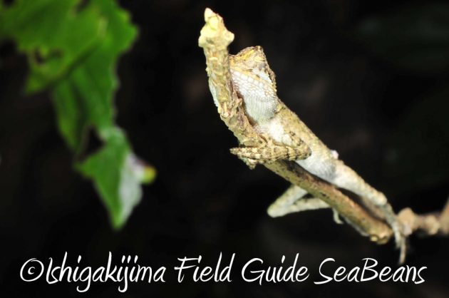 11%e6%9c%8818%e6%97%a5%e7%9f%b3%e5%9e%a3%e5%b3%b6%e3%83%8a%e3%82%a4%e3%83%88%e3%83%84%e3%82%a2%e3%83%bc12