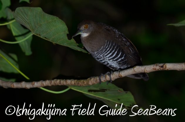 10%e6%9c%8831%e6%97%a5%e7%9f%b3%e5%9e%a3%e5%b3%b6%e3%83%8a%e3%82%a4%e3%83%88%e3%83%84%e3%82%a2%e3%83%bc2