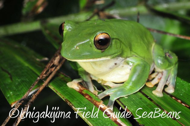 11%e6%9c%8830%e6%97%a5%e7%9f%b3%e5%9e%a3%e5%b3%b6%e3%83%8a%e3%82%a4%e3%83%88%e3%83%84%e3%82%a2%e3%83%bc12