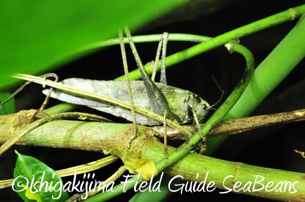 11%e6%9c%8816%e6%97%a5%e7%9f%b3%e5%9e%a3%e5%b3%b6%e3%83%8a%e3%82%a4%e3%83%88%e3%83%84%e3%82%a2%e3%83%bc12