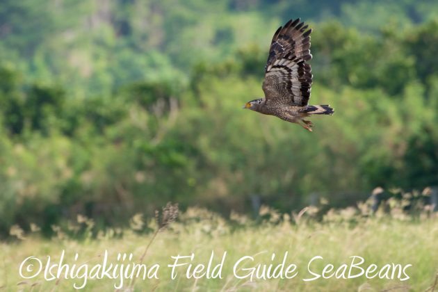 11%e6%9c%8811%e6%97%a5%e7%9f%b3%e5%9e%a3%e5%b3%b6%e3%82%ab%e3%83%b3%e3%83%a0%e3%83%aa%e3%83%af%e3%82%b7%e6%92%ae%e5%bd%b1%e3%80%81%e3%83%90%e3%83%bc%e3%83%89%e3%82%a6%e3%82%aa%e3%83%83%e3%83%81