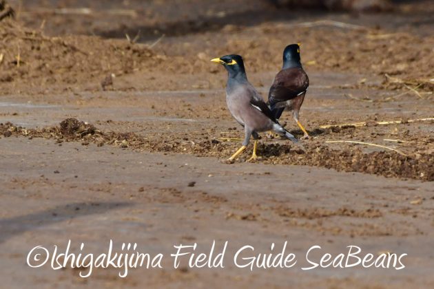 11%e6%9c%8819%e6%97%a5%e7%9f%b3%e5%9e%a3%e5%b3%b6%e3%83%90%e3%83%bc%e3%83%89%e3%82%a6%e3%82%aa%e3%83%83%e3%83%81%e3%83%b3%e3%82%b0%ef%bc%86%e9%87%8e%e9%b3%a5%e6%92%ae%e5%bd%b1%e3%82%ac%e3%82%a4