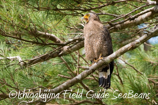 11%e6%9c%8813%e6%97%a5%e7%9f%b3%e5%9e%a3%e5%b3%b6%e3%83%90%e3%83%bc%e3%83%89%e3%82%a6%e3%82%aa%e3%83%83%e3%83%81%e3%83%b3%e3%82%b0%ef%bc%86%e9%87%8e%e9%b3%a5%e6%92%ae%e5%bd%b1%e3%82%ac%e3%82%a4