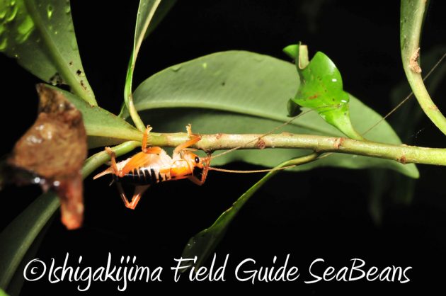 11%e6%9c%888%e6%97%a5%e7%9f%b3%e5%9e%a3%e5%b3%b6%e3%83%8a%e3%82%a4%e3%83%88%e3%83%84%e3%82%a2%e3%83%bc12