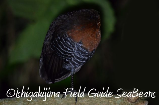 11%e6%9c%8825%e6%97%a5%e7%9f%b3%e5%9e%a3%e5%b3%b6%e3%83%8a%e3%82%a4%e3%83%88%e3%83%84%e3%82%a2%e3%83%bc2