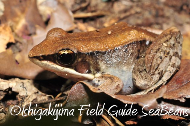 11%e6%9c%882%e6%97%a5%e7%9f%b3%e5%9e%a3%e5%b3%b6%e3%83%8a%e3%82%a4%e3%83%88%e3%83%84%e3%82%a2%e3%83%bc5