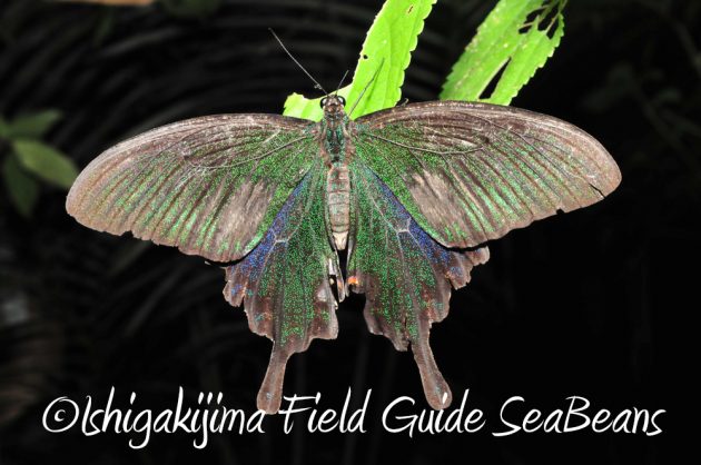 11%e6%9c%887%e6%97%a5%e7%9f%b3%e5%9e%a3%e5%b3%b6%e3%83%8a%e3%82%a4%e3%83%88%e3%83%84%e3%82%a2%e3%83%bc14