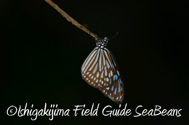 11%e6%9c%8825%e6%97%a5%e7%9f%b3%e5%9e%a3%e5%b3%b6%e3%83%8a%e3%82%a4%e3%83%88%e3%83%84%e3%82%a2%e3%83%bc18