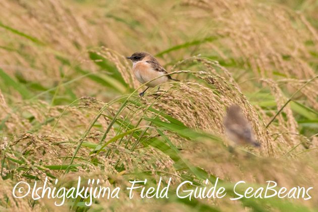 11%e6%9c%8828%e6%97%a5%e7%9f%b3%e5%9e%a3%e5%b3%b6%e3%83%90%e3%83%bc%e3%83%89%e3%82%a6%e3%82%aa%e3%83%83%e3%83%81%e3%83%b3%e3%82%b0%e3%82%ac%e3%82%a4%e3%83%8927