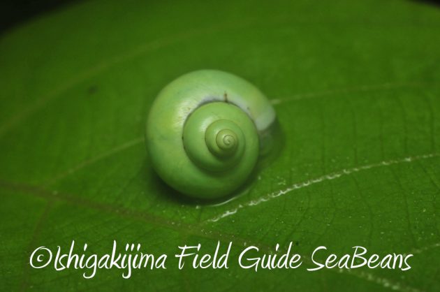 11%e6%9c%8820%e6%97%a5%e7%9f%b3%e5%9e%a3%e5%b3%b6%e3%83%8a%e3%82%a4%e3%83%88%e3%83%84%e3%82%a2%e3%83%bc12