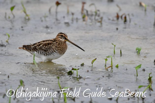 11%e6%9c%8820%e6%97%a5%e7%9f%b3%e5%9e%a3%e5%b3%b6%e3%83%90%e3%83%bc%e3%83%89%e3%82%a6%e3%82%aa%e3%83%83%e3%83%81%e3%83%b3%e3%82%b0%ef%bc%86%e9%87%8e%e9%b3%a5%e6%92%ae%e5%bd%b1%e3%82%ac%e3%82%a4