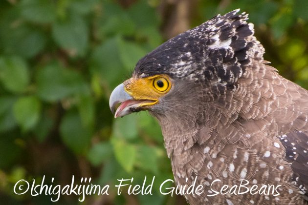 11%e6%9c%8826%e6%97%a5%e7%9f%b3%e5%9e%a3%e5%b3%b6%e3%83%90%e3%83%bc%e3%83%89%e3%82%a6%e3%82%aa%e3%83%83%e3%83%81%e3%83%b3%e3%82%b0%ef%bc%86%e9%87%8e%e9%b3%a5%e6%92%ae%e5%bd%b1%e3%82%ac%e3%82%a4