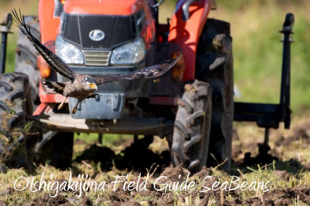 11%e6%9c%8814%e6%97%a5%e7%9f%b3%e5%9e%a3%e5%b3%b6%e3%83%90%e3%83%bc%e3%83%89%e3%82%a6%e3%82%aa%e3%83%83%e3%83%81%e3%83%b3%e3%82%b0%ef%bc%86%e9%87%8e%e9%b3%a5%e6%92%ae%e5%bd%b1%e3%82%ac%e3%82%a4