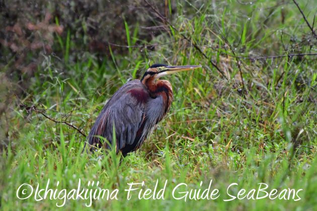 11%e6%9c%8823%e6%97%a5%e7%9f%b3%e5%9e%a3%e5%b3%b6%e3%83%90%e3%83%bc%e3%83%89%e3%82%a6%e3%82%aa%e3%83%83%e3%83%81%e3%83%b3%e3%82%b0%ef%bc%86%e9%87%8e%e9%b3%a5%e8%a6%b3%e5%af%9f%e3%82%ac%e3%82%a4