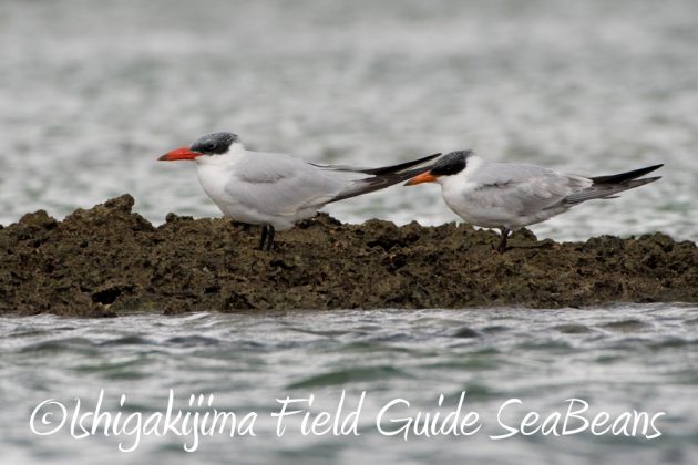 11%e6%9c%883%e6%97%a5%e9%b3%a5%e7%8d%a3%e4%bf%9d%e8%ad%b7%e5%8c%ba%e5%9f%9f%e7%ad%89%e5%b7%a1%e5%9b%9e%e8%aa%bf%e6%9f%bb12