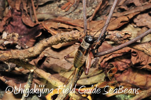 11%e6%9c%887%e6%97%a5%e7%9f%b3%e5%9e%a3%e5%b3%b6%e3%83%8a%e3%82%a4%e3%83%88%e3%83%84%e3%82%a2%e3%83%bc11