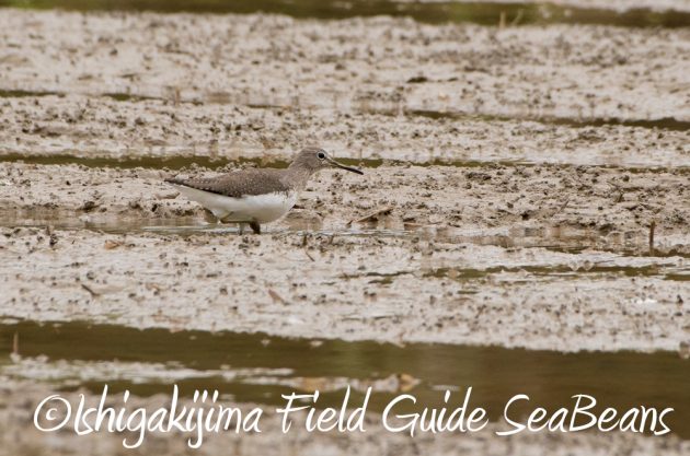 11%e6%9c%8826%e6%97%a5%e7%9f%b3%e5%9e%a3%e5%b3%b6%e3%83%90%e3%83%bc%e3%83%89%e3%82%a6%e3%82%aa%e3%83%83%e3%83%81%e3%83%b3%e3%82%b0%ef%bc%86%e9%87%8e%e9%b3%a5%e6%92%ae%e5%bd%b1%e3%82%ac%e3%82%a4