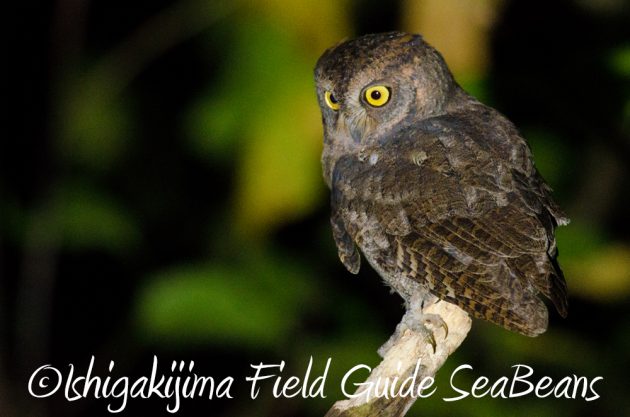 11%e6%9c%887%e6%97%a5%e7%9f%b3%e5%9e%a3%e5%b3%b6%e3%83%8a%e3%82%a4%e3%83%88%e3%83%84%e3%82%a2%e3%83%bc2