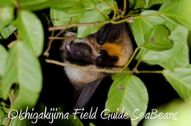 11%e6%9c%8825%e6%97%a5%e7%9f%b3%e5%9e%a3%e5%b3%b6%e3%83%8a%e3%82%a4%e3%83%88%e3%83%84%e3%82%a2%e3%83%bc21