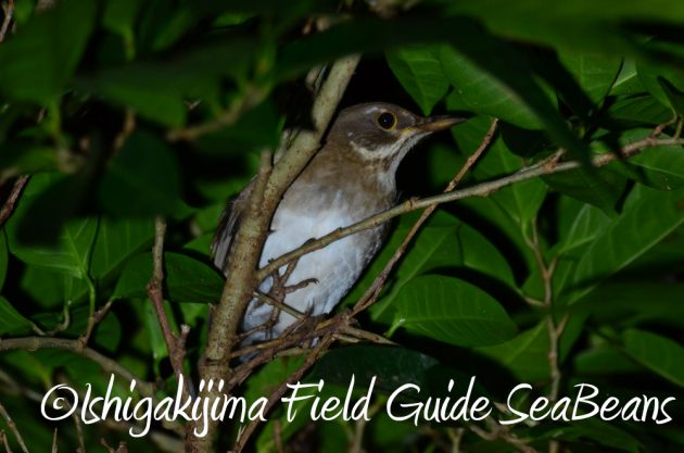 11%e6%9c%8825%e6%97%a5%e7%9f%b3%e5%9e%a3%e5%b3%b6%e3%83%8a%e3%82%a4%e3%83%88%e3%83%84%e3%82%a2%e3%83%bc17