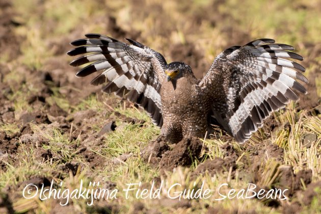 11%e6%9c%8814%e6%97%a5%e7%9f%b3%e5%9e%a3%e5%b3%b6%e3%83%90%e3%83%bc%e3%83%89%e3%82%a6%e3%82%aa%e3%83%83%e3%83%81%e3%83%b3%e3%82%b0%ef%bc%86%e9%87%8e%e9%b3%a5%e6%92%ae%e5%bd%b1%e3%82%ac%e3%82%a4