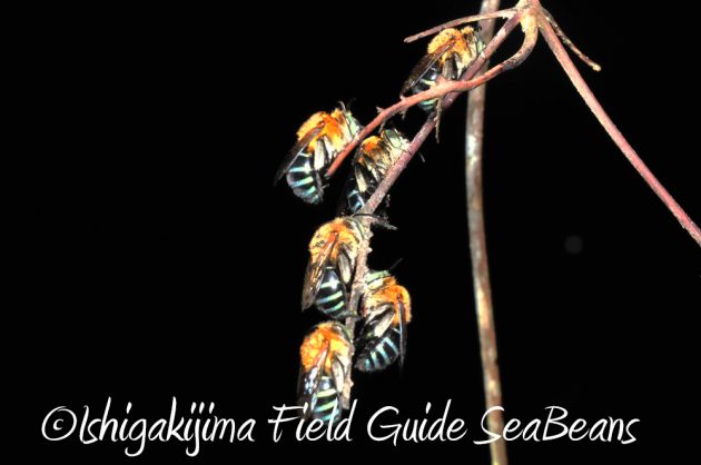 11%e6%9c%8818%e6%97%a5%e7%9f%b3%e5%9e%a3%e5%b3%b6%e3%83%8a%e3%82%a4%e3%83%88%e3%83%84%e3%82%a2%e3%83%bc5