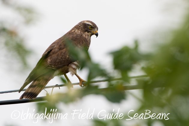 11%e6%9c%8828%e6%97%a5%e7%9f%b3%e5%9e%a3%e5%b3%b6%e3%83%90%e3%83%bc%e3%83%89%e3%82%a6%e3%82%aa%e3%83%83%e3%83%81%e3%83%b3%e3%82%b0%e3%82%ac%e3%82%a4%e3%83%8916