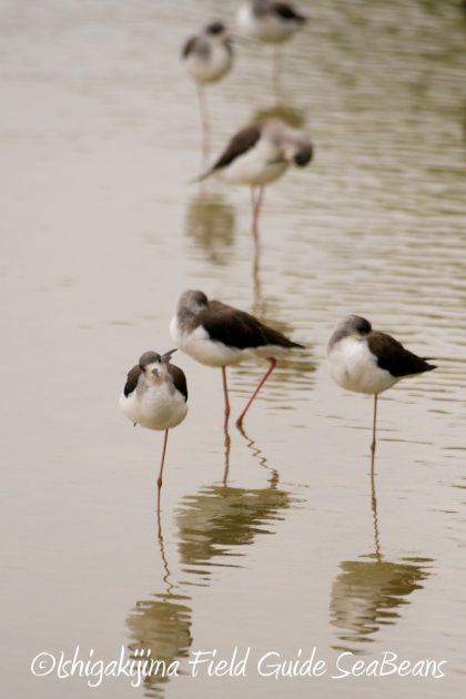 11%e6%9c%8828%e6%97%a5%e7%9f%b3%e5%9e%a3%e5%b3%b6%e3%83%90%e3%83%bc%e3%83%89%e3%82%a6%e3%82%aa%e3%83%83%e3%83%81%e3%83%b3%e3%82%b0%e3%82%ac%e3%82%a4%e3%83%8910