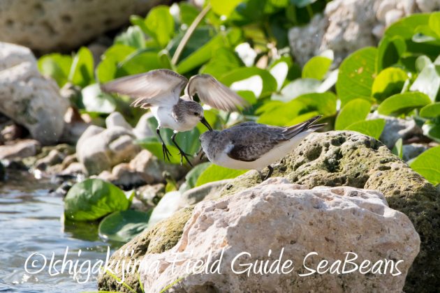 11%e6%9c%8816%e6%97%a5%e7%9f%b3%e5%9e%a3%e5%b3%b6%e3%83%90%e3%83%bc%e3%83%89%e3%82%a6%e3%82%aa%e3%83%83%e3%83%81%e3%83%b3%e3%82%b0%ef%bc%86%e9%87%8e%e9%b3%a5%e8%a6%b3%e5%af%9f%e3%82%ac%e3%82%a4