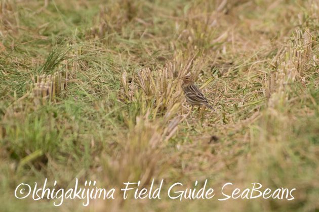 11%e6%9c%882%e6%97%a5%e7%9f%b3%e5%9e%a3%e5%b3%b6%e3%83%90%e3%83%bc%e3%83%89%e3%82%a6%e3%82%aa%e3%83%83%e3%83%81%e3%83%b3%e3%82%b0%ef%bc%86%e9%87%8e%e9%b3%a5%e6%92%ae%e5%bd%b1%e3%82%ac%e3%82%a4