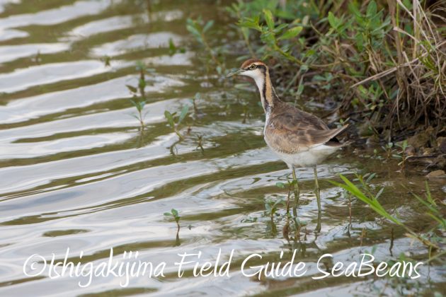 11%e6%9c%8811%e6%97%a5%e7%9f%b3%e5%9e%a3%e5%b3%b6%e3%82%ab%e3%83%b3%e3%83%a0%e3%83%aa%e3%83%af%e3%82%b7%e6%92%ae%e5%bd%b1%e3%80%81%e3%83%90%e3%83%bc%e3%83%89%e3%82%a6%e3%82%aa%e3%83%83%e3%83%81