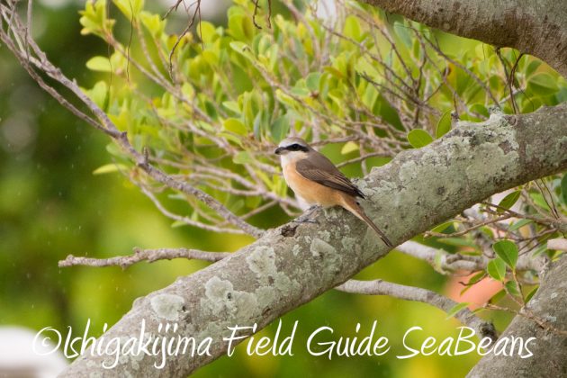 11%e6%9c%889%e6%97%a5%e7%9f%b3%e5%9e%a3%e5%b3%b6%e3%83%90%e3%83%bc%e3%83%89%e3%82%a6%e3%82%aa%e3%83%83%e3%83%81%e3%83%b3%e3%82%b0%ef%bc%86%e9%87%8e%e9%b3%a5%e6%92%ae%e5%bd%b15