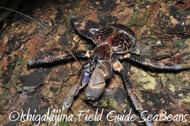 11%e6%9c%8816%e6%97%a5%e7%9f%b3%e5%9e%a3%e5%b3%b6%e3%83%8a%e3%82%a4%e3%83%88%e3%83%84%e3%82%a2%e3%83%bc14