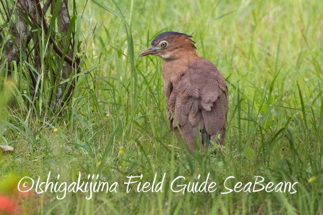 11%e6%9c%8826%e6%97%a5%e7%9f%b3%e5%9e%a3%e5%b3%b6%e3%83%90%e3%83%bc%e3%83%89%e3%82%a6%e3%82%aa%e3%83%83%e3%83%81%e3%83%b3%e3%82%b0%ef%bc%86%e9%87%8e%e9%b3%a5%e6%92%ae%e5%bd%b1%e3%82%ac%e3%82%a4