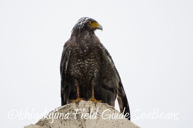 11%e6%9c%8820%e6%97%a5%e7%9f%b3%e5%9e%a3%e5%b3%b6%e3%83%90%e3%83%bc%e3%83%89%e3%82%a6%e3%82%aa%e3%83%83%e3%83%81%e3%83%b3%e3%82%b0%ef%bc%86%e9%87%8e%e9%b3%a5%e6%92%ae%e5%bd%b1%e3%82%ac%e3%82%a4