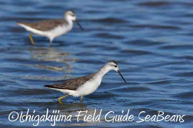 11%e6%9c%8812%e6%97%a5%e7%9f%b3%e5%9e%a3%e5%b3%b6%e3%83%90%e3%83%bc%e3%83%89%e3%82%a6%e3%82%aa%e3%83%83%e3%83%81%e3%83%b3%e3%82%b0%ef%bc%86%e9%87%8e%e9%b3%a5%e6%92%ae%e5%bd%b12