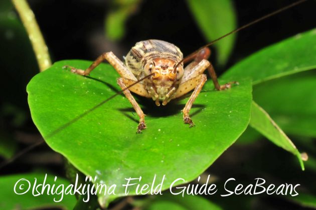 11%e6%9c%888%e6%97%a5%e7%9f%b3%e5%9e%a3%e5%b3%b6%e3%83%8a%e3%82%a4%e3%83%88%e3%83%84%e3%82%a2%e3%83%bc16