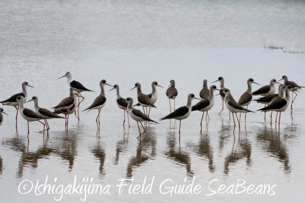 11%e6%9c%8822%e6%97%a5%e7%9f%b3%e5%9e%a3%e5%b3%b6%e3%83%90%e3%83%bc%e3%83%89%e3%82%a6%e3%82%aa%e3%83%83%e3%83%81%e3%83%b3%e3%82%b0%ef%bc%86%e9%87%8e%e9%b3%a5%e6%92%ae%e5%bd%b121