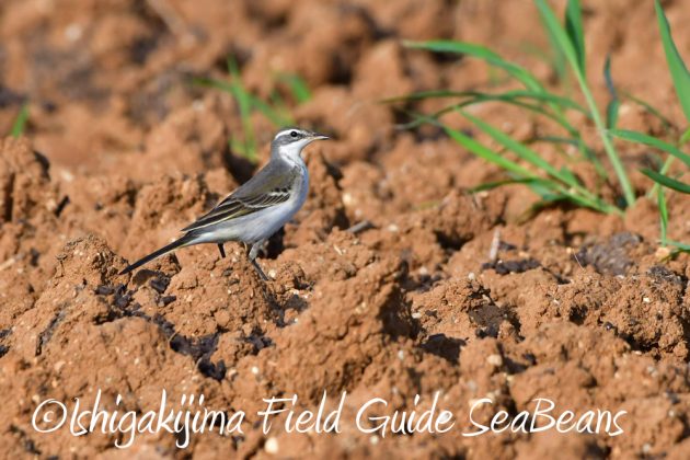 11%e6%9c%886%e6%97%a5%e7%9f%b3%e5%9e%a3%e5%b3%b6%e3%83%90%e3%83%bc%e3%83%89%e3%82%a6%e3%82%aa%e3%83%83%e3%83%81%e3%83%b3%e3%82%b0%ef%bc%86%e9%87%8e%e9%b3%a5%e6%92%ae%e5%bd%b1%e3%82%ac%e3%82%a4