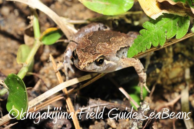 11%e6%9c%882%e6%97%a5%e7%9f%b3%e5%9e%a3%e5%b3%b6%e3%83%8a%e3%82%a4%e3%83%88%e3%83%84%e3%82%a2%e3%83%bc6