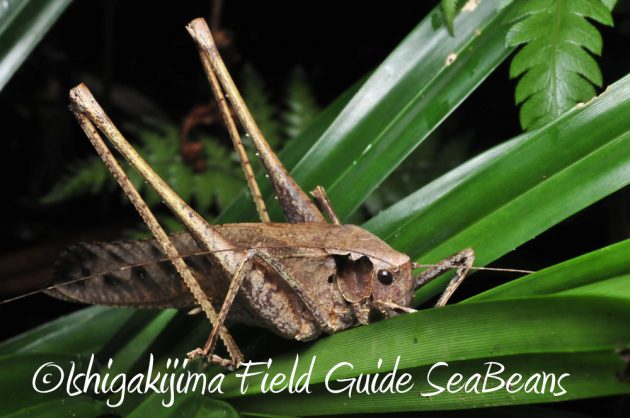 11%e6%9c%8822%e6%97%a5%e7%9f%b3%e5%9e%a3%e5%b3%b6%e3%83%8a%e3%82%a4%e3%83%88%e3%83%84%e3%82%a2%e3%83%bc16