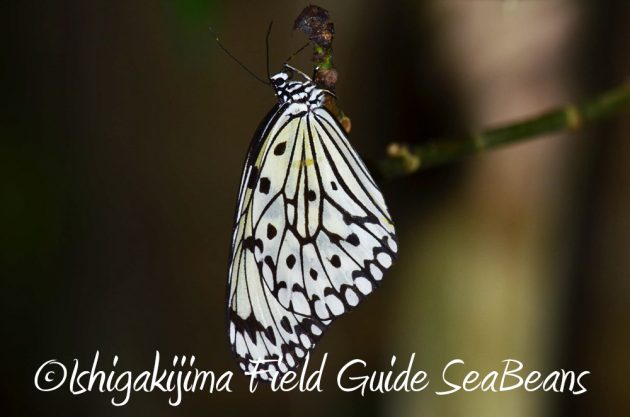 11%e6%9c%8814%e6%97%a5%e7%9f%b3%e5%9e%a3%e5%b3%b6%e3%83%8a%e3%82%a4%e3%83%88%e3%83%84%e3%82%a2%e3%83%bc10