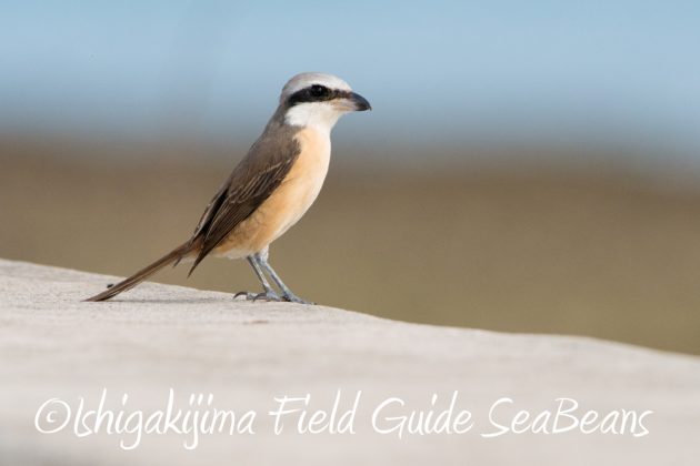 11%e6%9c%8819%e6%97%a5%e7%9f%b3%e5%9e%a3%e5%b3%b6%e3%83%90%e3%83%bc%e3%83%89%e3%82%a6%e3%82%aa%e3%83%83%e3%83%81%e3%83%b3%e3%82%b0%ef%bc%86%e9%87%8e%e9%b3%a5%e6%92%ae%e5%bd%b1%e3%82%ac%e3%82%a4