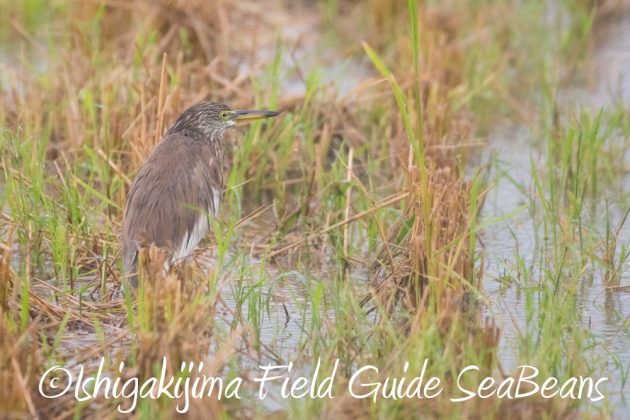 11%e6%9c%8823%e6%97%a5%e7%9f%b3%e5%9e%a3%e5%b3%b6%e3%83%90%e3%83%bc%e3%83%89%e3%82%a6%e3%82%aa%e3%83%83%e3%83%81%e3%83%b3%e3%82%b0%ef%bc%86%e9%87%8e%e9%b3%a5%e8%a6%b3%e5%af%9f%e3%82%ac%e3%82%a4