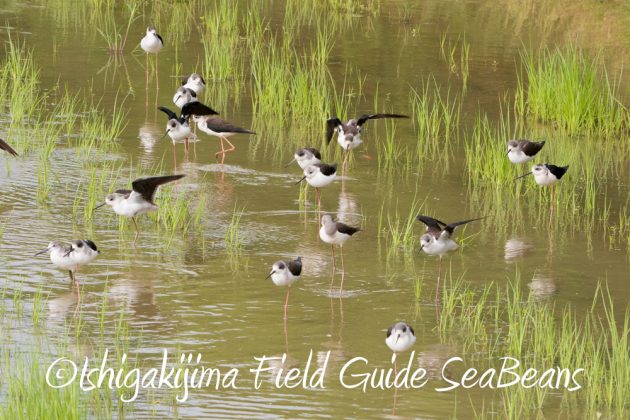 11%e6%9c%882%e6%97%a5%e7%9f%b3%e5%9e%a3%e5%b3%b6%e3%83%90%e3%83%bc%e3%83%89%e3%82%a6%e3%82%aa%e3%83%83%e3%83%81%e3%83%b3%e3%82%b0%ef%bc%86%e9%87%8e%e9%b3%a5%e6%92%ae%e5%bd%b1%e3%82%ac%e3%82%a4